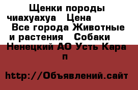 Щенки породы чиахуахуа › Цена ­ 12 000 - Все города Животные и растения » Собаки   . Ненецкий АО,Усть-Кара п.